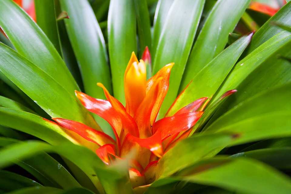 Een bromelia verzorgen