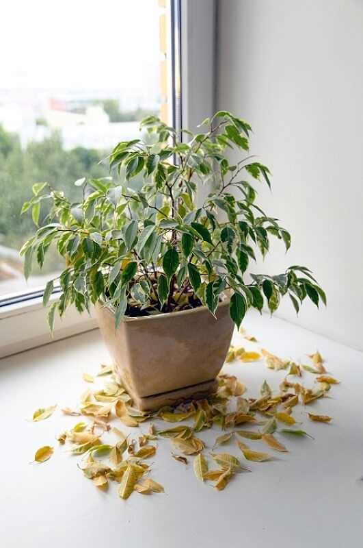 Stappen voor het snoeien van een ficus