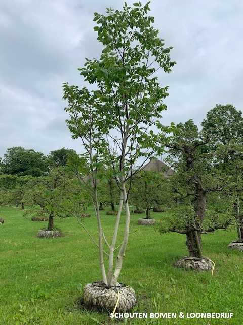 Een walnotenboom planten