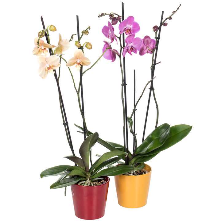 Orchideeën snoeien