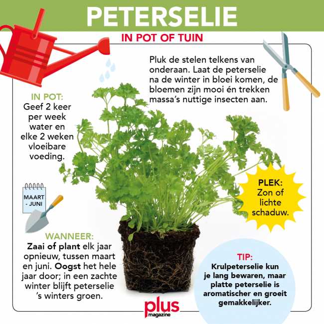 Hoe peterselie oogsten?