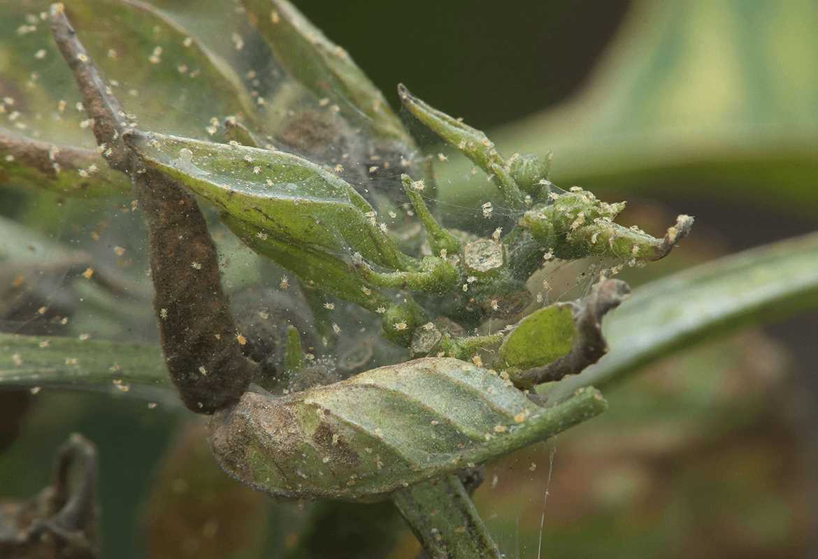 Spint op een biologisch verantwoorde manier uitroeien