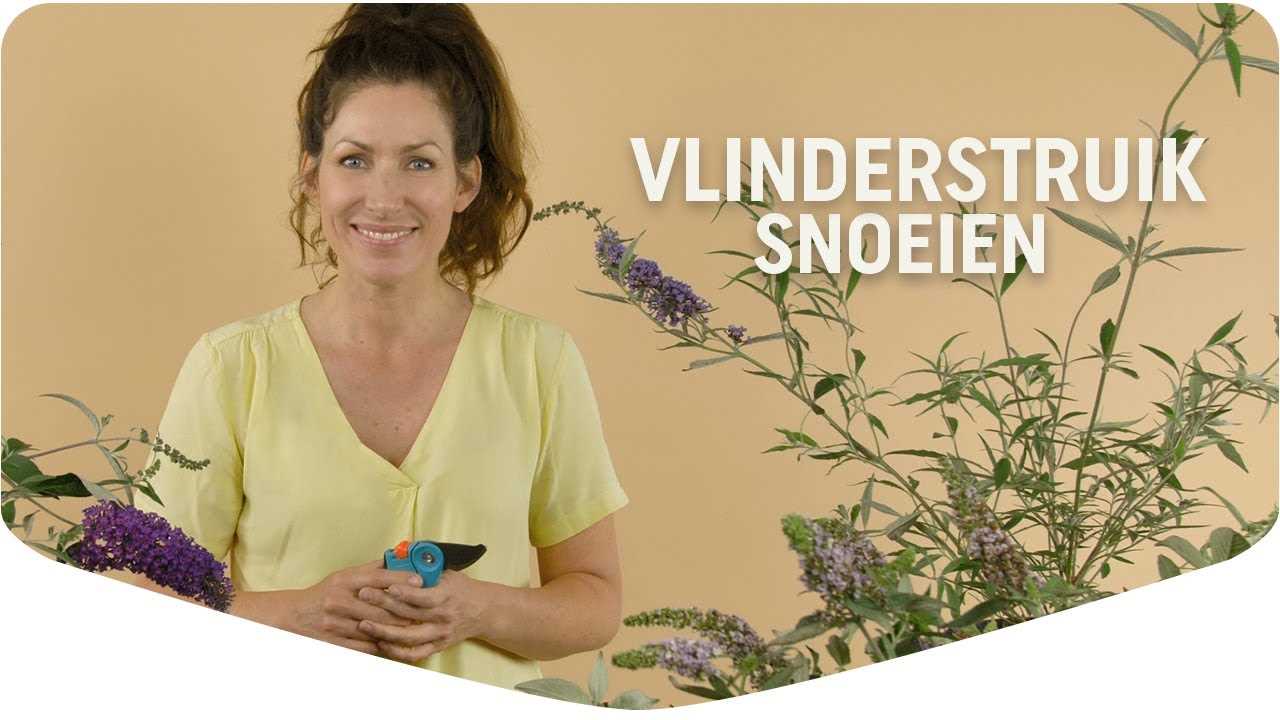 Snoeien van de takken