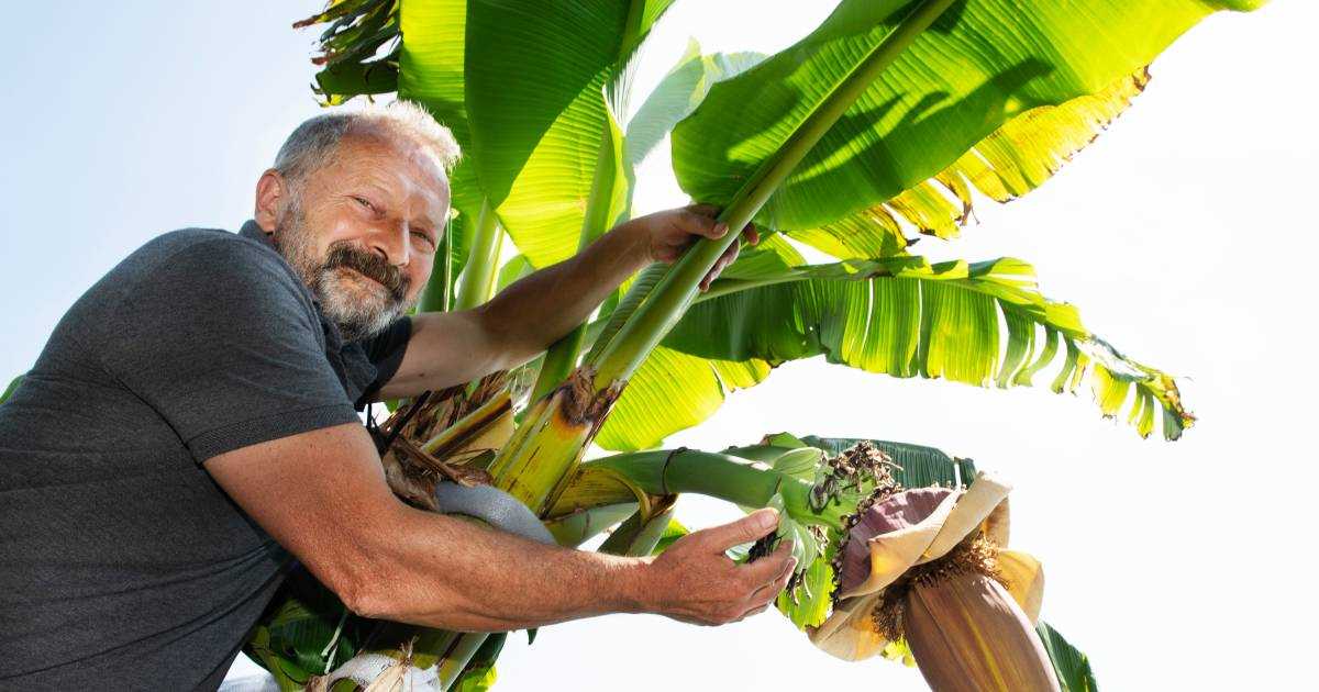 Hoe bananen kweken in uw eigen tuin